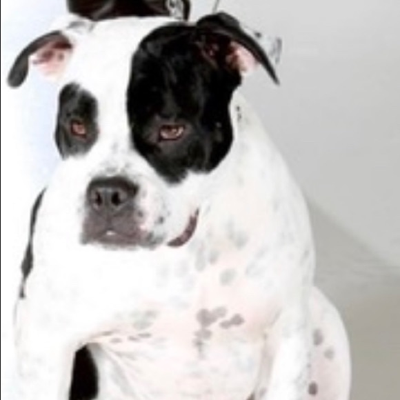 Meet your Posher, Amy - Picture 2 of 5